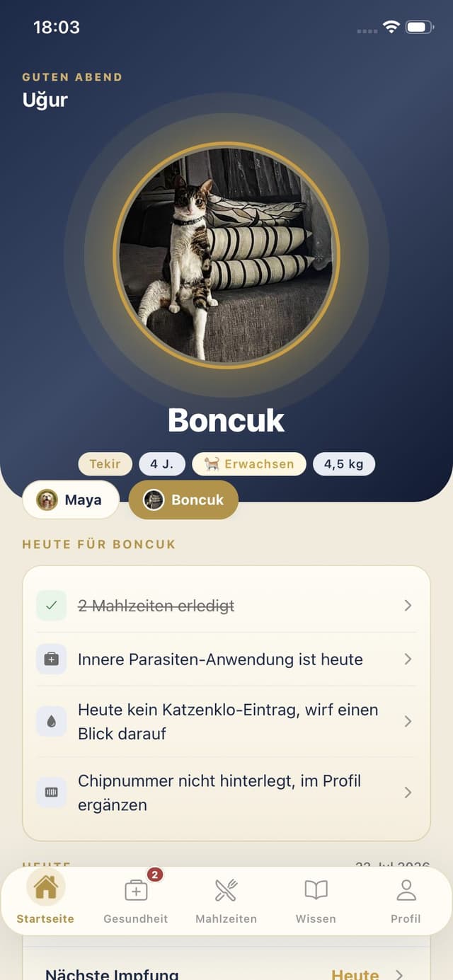 Katzen-Startseite