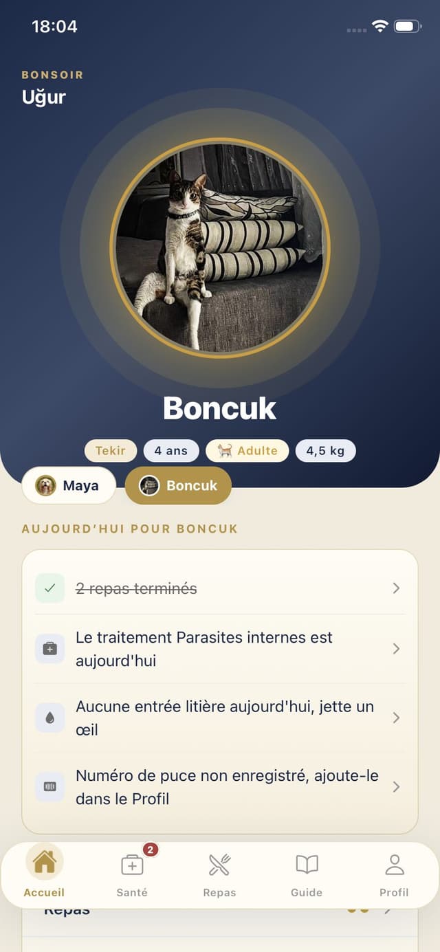 Accueil chat