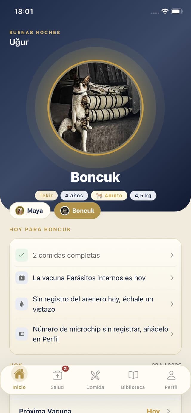 Inicio gato