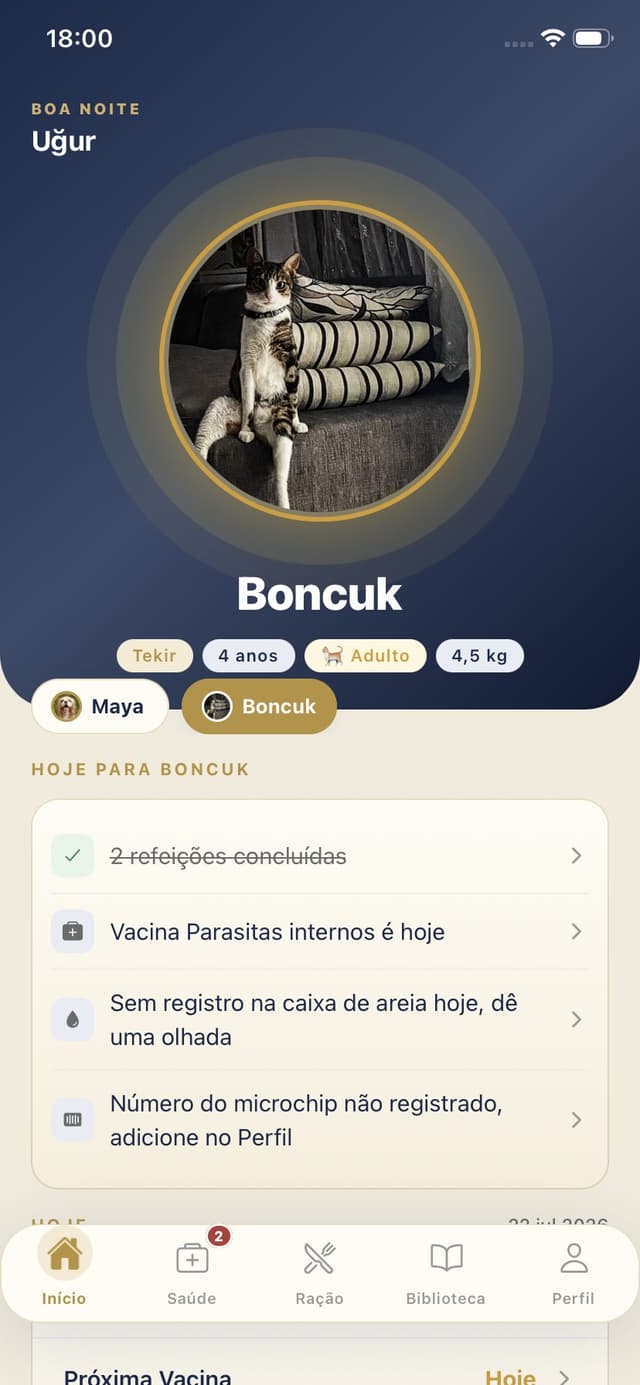 Início gato